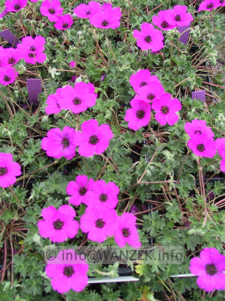 Geranium subcaulescens Guiseppe.jpg
